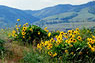 Columbia River Gorge